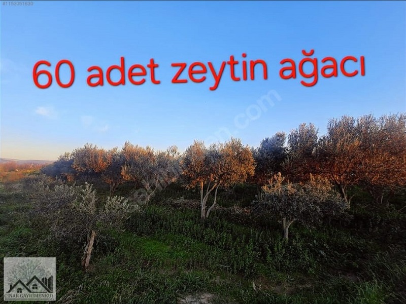 Çınar Gayrimenkul